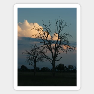 African Trees Nightfall Sticker